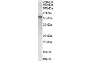 ABIN185431 (0. (VPS45 抗体  (Internal Region))