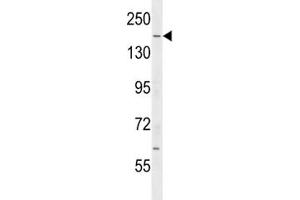 IQGAP2 antibody western blot analysis in mouse testis tissue lysate. (IQGAP2 抗体  (AA 1436-1463))