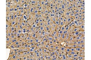 ABIN7097043 and ABIN7101110 at 1/100 staining mouse liver tissue by IHC-P. (COX18 抗体)