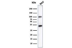 Western Blot Analysis of Raji cell lysate using CD20 Mouse Monoclonal Antibody (L26).