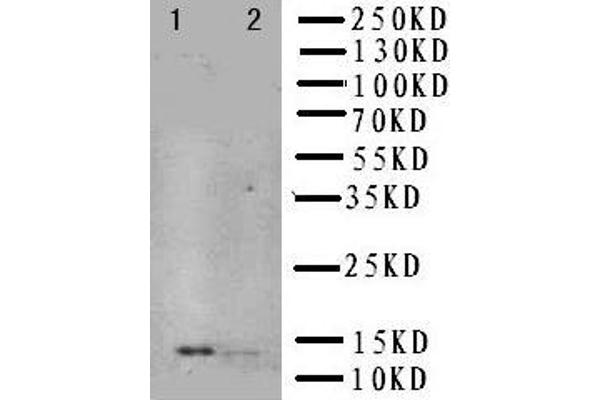 Nerve Growth Factor 抗体  (N-Term)