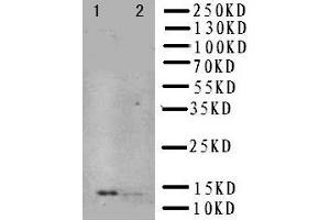 Anti-NGF antibody, Western blotting Lane 1: Recombinant Human NGFB Protein 10ng Lane 2: Recombinant Human NGFB Protein 5ng (Nerve Growth Factor 抗体  (N-Term))