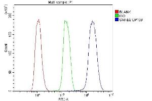 anti-SMAD, Mothers Against DPP Homolog 2 (SMAD2) (AA 83-264) antibody