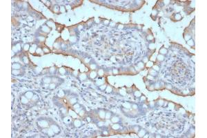 Formalin-fixed, paraffin-embedded human Stomach stained with StAR Mouse Monoclonal Antibody (STAR/2077).