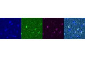 Immunohistochemistry (IHC) image for anti-Somatostatin (SST) antibody (ABIN7456208) (Somatostatin 抗体)