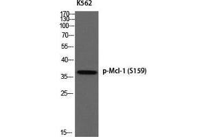 Western Blot (WB) analysis of K562 using p-Mcl-1 (S159) antibody. (MCL-1 抗体  (pSer159))