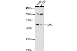 Western blot analysis of extracts of various cell lines, using ECM1 antibody (ABIN7267071) at 1:1000 dilution. (ECM1 抗体  (AA 150-250))