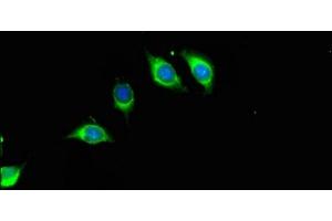 Immunofluorescent analysis of A549 cells using ABIN7168091 at dilution of 1:100 and Alexa Fluor 488-congugated AffiniPure Goat Anti-Rabbit IgG(H+L) (Riboflavin Kinase 抗体  (AA 1-154))