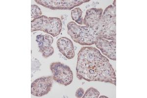 Immunohistochemical analysis of (ABIN388095 and ABIN2846147) on paraffin-embedded Human placenta tissue. (Bcl-2 抗体  (AA 75-110))