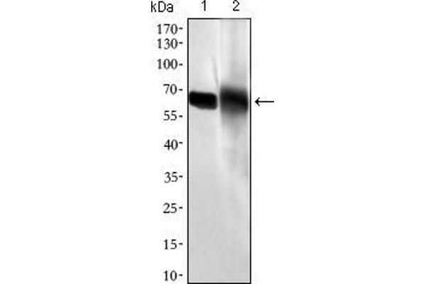 Intestinal Alkaline Phosphatase 抗体  (AA 397-458)