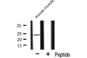 Western Blotting (WB) image for anti-Mitochondrial Ribosomal Protein L13 (MRPL13) (C-Term) antibody (ABIN6258512)