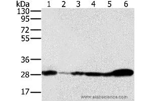 Western blot analysis of 293T, NIH/3T3, Raw264. (NDUFS3 抗体)