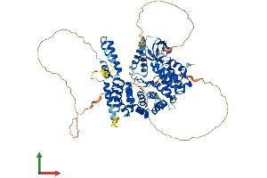 Protein Structure (PS) image for NCK Interacting Protein with SH3 Domain (NCKIPSD) (AA 1-714) protein (His tag) (ABIN7565062)