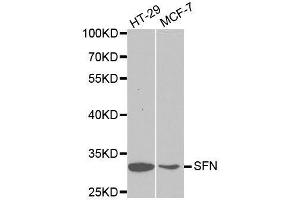 Western blot analysis of extracts of various cell lines, using SFN antibody. (14-3-3 sigma/SFN 抗体  (AA 1-248))