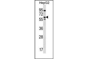 Western blot analysis of ERRFI1 / MIG6  Antibody  in HepG2 cell line lysates (35ug/lane).