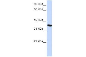 Western Blotting (WB) image for anti-Developmental Pluripotency Associated 2 (DPPA2) antibody (ABIN2459554) (DPPA2 抗体)