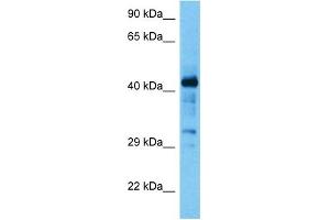 Host:  Mouse  Target Name:  MAZ  Sample Tissue:  Mouse Spleen  Antibody Dilution:  1ug/ml (MAZ 抗体  (N-Term))