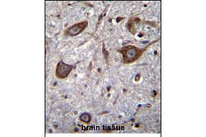GRIA4 Antibody (Center) (ABIN656865 and ABIN2846069) immunohistochemistry analysis in formalin fixed and paraffin embedded human brain tissue followed by peroxidase conjugation of the secondary antibody and DAB staining. (GRIA4 抗体  (AA 296-325))