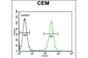 MSI1 Antibody (N-term) (ABIN655905 and ABIN2845305) flow cytometric analysis of CEM cells (right histogram) compared to a negative control cell (left histogram). (MSI1 抗体  (N-Term))