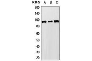 Western blot analysis of MCM8 expression in HEK293T (A), Raw264. (MCM8 抗体  (C-Term))