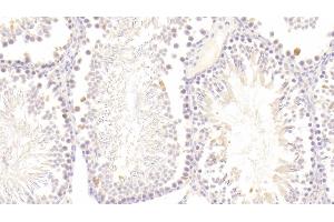 Detection of GPX5 in Rat Testis Tissue using Polyclonal Antibody to Glutathione Peroxidase 5 (GPX5) (GPX5 抗体  (AA 22-221))