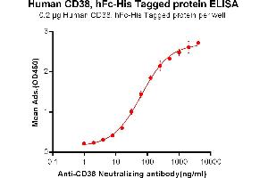 ELISA plate pre-coated by 2 μg/mL (100 μL/well) Human CD38, hFc-His tagged protein (ABIN6961077, ABIN7042183 and ABIN7042184) can bind Anti-CD38 Neutralizing antibody ABIN6964417 and ABIN7272553 in a linear range of 0. (CD38 Protein (AA 43-300) (Fc-His Tag))