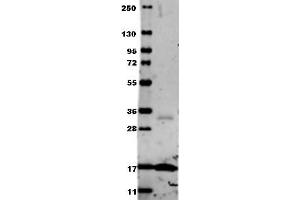 Image no. 2 for anti-Tumor Necrosis Factor alpha (TNF alpha) antibody (ABIN799618) (TNF alpha 抗体)