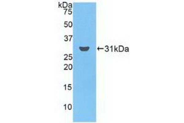 FCN3 Antikörper  (AA 34-297)