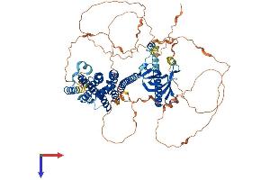 PLEKHG6 Protein (AA 1-790) (His tag)