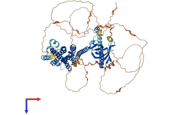 PLEKHG6 Protein (AA 1-790) (His tag)