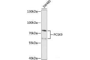 Western blot analysis of extracts of SW480 cells using PCSK9 Polyclonal Antibody at dilution of 1:1000.