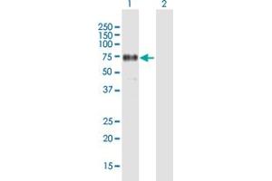 Western Blot analysis of FRS2 expression in transfected 293T cell line by FRS2 MaxPab polyclonal antibody. (FRS2 抗体  (AA 1-512))