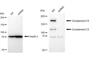 Western blotting analysis using Complement C3 antibody (ABIN7798140).