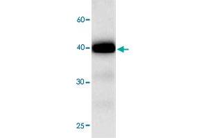 Western blot analysis in PTPMT1 recombinant protein with PTPMT1 monoclonal antibody, clone 68r78  at 1 : 1000 dilution. (PTPMT1 抗体)