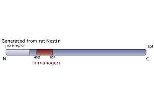 Image no. 1 for anti-Nestin (NES) (AA 402-604) antibody (ABIN968629) (Nestin 抗体  (AA 402-604))
