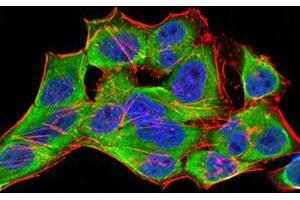 Immunofluorescence (IF) image for anti-14-3-3 alpha + beta (YWHAB) (AA 1-246) antibody (ABIN5542549)