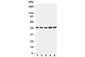 Western blot testing of Hepsin antibody and Lane 1:  293T;  2: NRK;  3: HeLa;  4: PANC;  5: MFC-7 cell lysate. (Hepsin 抗体  (C-Term))