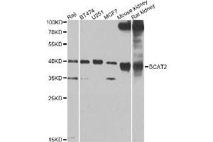 Western blot analysis of extracts of various cell lines, using BCAT2 Antibody (ABIN4903022) at 1:1000 dilution. (BCAT2 抗体)