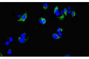 Immunofluorescent analysis of MCF-7 cells using ABIN7148457 at dilution of 1:100 and Alexa Fluor 488-congugated AffiniPure Goat Anti-Rabbit IgG(H+L) (COG4 抗体  (AA 506-785))