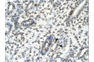 Image no. 1 for anti-T-Bet (AA 338-387) antibody (ABIN6735814) (T-Bet 抗体  (AA 338-387))