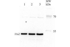 Western Blotting (WB) image for anti-Procaryotic Cell Division Gtpase (Ftsz) antibody (ABIN2749235) (Ftsz 抗体)