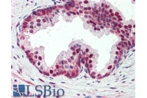ABIN5539877 (5µg/ml) staining of paraffin embedded Human Prostate. (PDCD4 抗体  (AA 210-221))