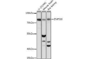 Western blot analysis of extracts of various cell lines, using ZNF530 Rabbit pAb (ABIN7271497) at 1:1000 dilution. (ZNF530 抗体  (AA 1-190))
