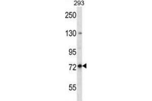 Western blot analysis in 293 cell line lysates (35ug/lane) using Paraplegin / SPG7  Antibody . (SPG7 抗体  (Middle Region))