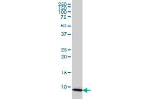 COX6B1 monoclonal antibody (M01), clone 5D3 Western Blot analysis of COX6B1 expression in HL-60 . (COX6B1 抗体  (AA 1-86))
