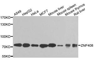 Western blot analysis of extracts of various cell lines, using ZNF408 antibody. (ZNF408 抗体  (AA 471-720))