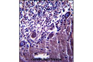PLXNC1 Antibody (C-term) (ABIN657499 and ABIN2846524) immunohistochemistry analysis in formalin fixed and paraffin embedded human cerebellum tissue followed by peroxidase conjugation of the secondary antibody and DAB staining. (Plexin C1 抗体  (C-Term))