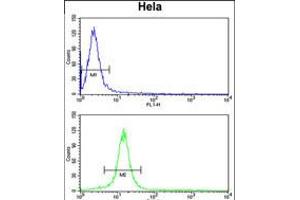 Flow cytometry analysis of Hela cells (bottom histogram) compared to a negative control cell (top histogram). (CENPH 抗体  (AA 136-162))