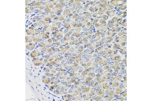 Immunohistochemistry of paraffin-embedded mouse stomach using CBR3 antibody at dilution of 1:100 (x40 lens). (CBR3 抗体)