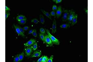 Immunofluorescent analysis of HepG2 cells using ABIN7162297 at dilution of 1:100 and Alexa Fluor 488-congugated AffiniPure Goat Anti-Rabbit IgG(H+L) (ODC1 抗体  (AA 1-461))